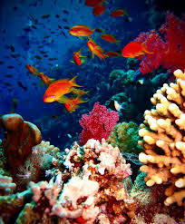 dahab coral reefs