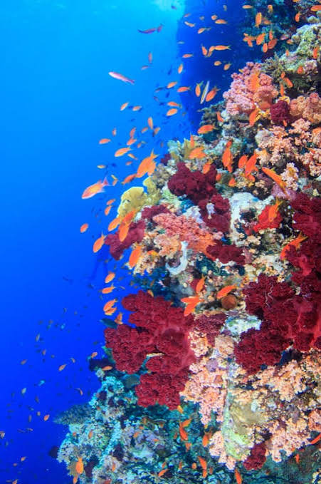 diving and snorkeling in Dahab