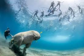 Prezzi escursioni diving 2026