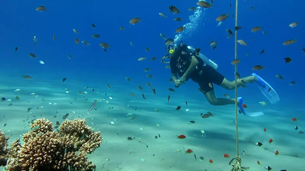 Mejores sitios de buceo en Sharm el-Sheikh 2026: Guía Completa y Actualizada para Buceadores Exigentes